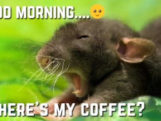funny morning memes