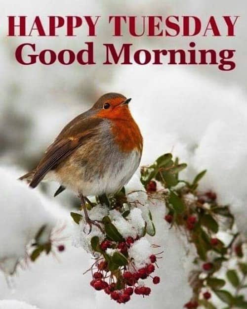 Happy Tuesday Images Good Morning Tuesday Quotes Messages Wishes